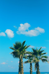 Palm trees on the beach against vivid blue sky. Beautiful nature background. Summer vacation, travel and tropical beach concept.