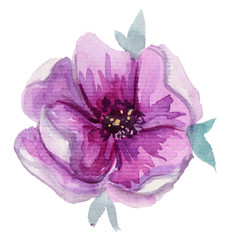 Delicate watercolor hand drawn violet flower. Can be used for invitation, greeting card, wedding, birthday cards, textile, wallpaper, polygraphy design. Isolated on white background