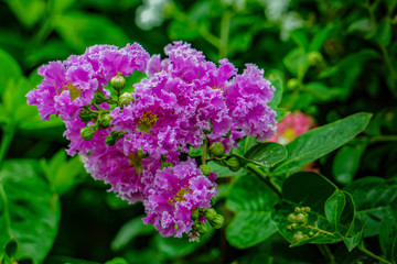Isolated purple Lilacs Flower and seeds in the green blur background