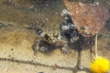 The marsh frog (Pelophylax ridibundus) sitting in the dirty water
