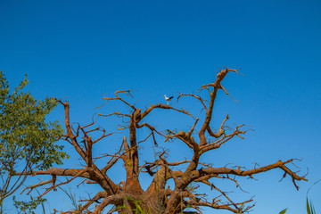 Storch sitzt auf einem afrikanischen Baum
