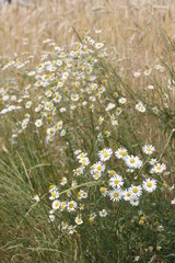 Rumianek kwiat zboże © Seance_Photo_Sylwia