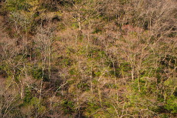 Winter woods with bare branch trees on a mountain as background