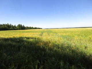 landscape ripening field of rye 