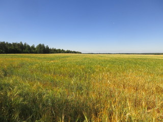 Obraz premium landscape ripening field of rye 
