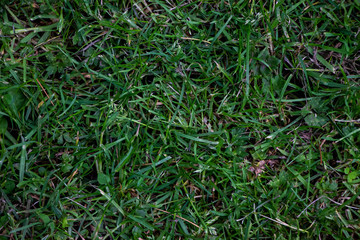Green grass close up texture