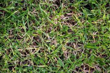 Green grass close up texture