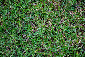 Green grass close up texture