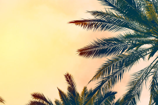 Date palm trees  against  sunset sky. Beautiful nature background for posters, cards, blogs and web design. Toned effect