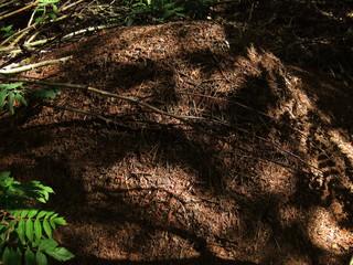 anthill in the forest in summer