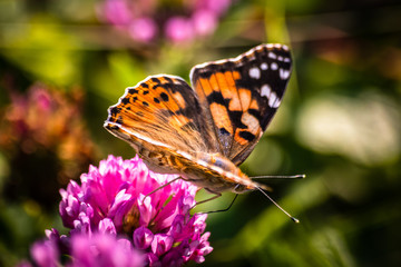 Colorful butterfly on a flower on the meadow