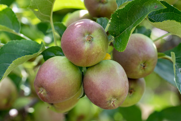 Growth of delicious golden apples in the garden.