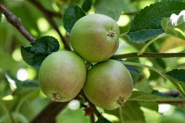 Growth of delicious golden apples in the garden.