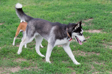Naklejka na ściany i meble Siberian husky is walking on green grass in the park. Pet animals.