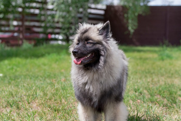 Deutscher wolfspitz is standing on a green meadow. Keeshond or german spitz. Pet animals.