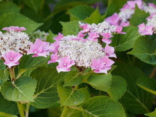(Hydrangea macrophylla) Hortensia plat d'inflorescence à tête plate au fleurs rose clair