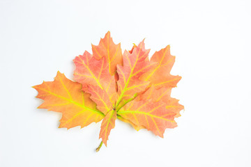 Colorful autumn leaves on white background