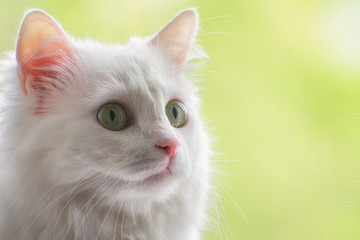 International Cat Day. Portrait of white kitty of Turkish Angora breed on soft sunny background.