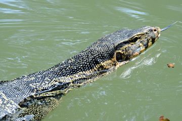 Varanus salvator or water monitor wild life in the city he is very good cleaning.	