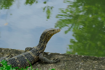 Varanus salvator or water monitor wild life in the city he is very good cleaning.	