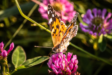 Colorful butterfly on a flower on the meadow