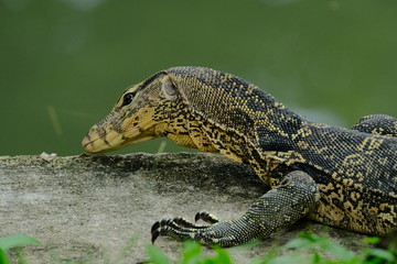 Varanus salvator or water monitor wild life in the city he is very good cleaning.	