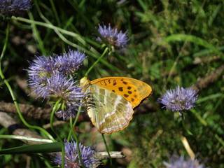 Orange butterfly sitting on a flower