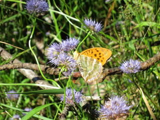 Orange butterfly sitting on a flower