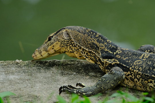 Varanus salvator or water monitor wild life in the city he is very good cleaning.	