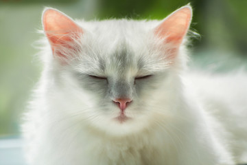 Turkish Angora white cat on soft sunny background.