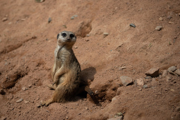 Meerkat standing on sandstone and watching