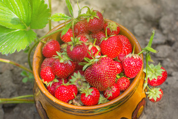 Ripe strawberries in a ceramic pot in the garden.
