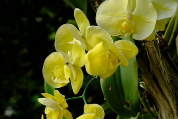 Yellow orchid and housefly very good nature.