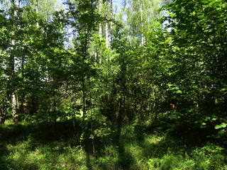 Fototapeta premium the landscape of a dense green forest in the summer. sunny weather.