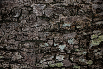 Stained tree bark wood texture