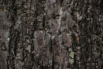 Stained tree bark wood texture