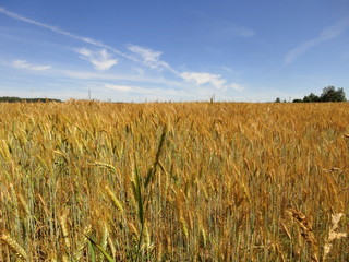 landscape of spiky rye against a blue sky