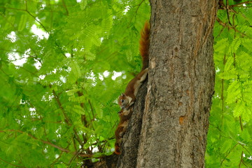 Obraz premium Squirrel climbing on the tree very feel good when looking
