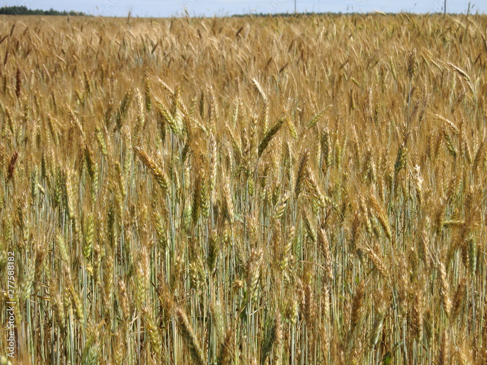 Wall mural rye background with blue sky