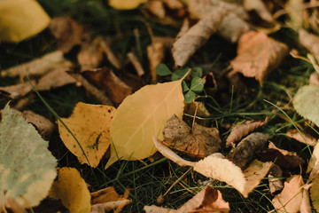 Yellow autumn leaves lie in the park. Fallen yellow leaves on the ground. Autumn background
