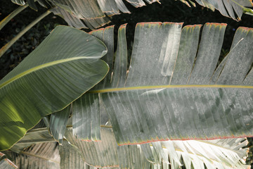 tropical leaves texture, large palm foliage nature green background