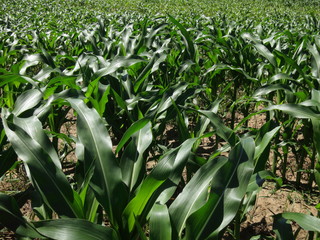 background growing, green corn.