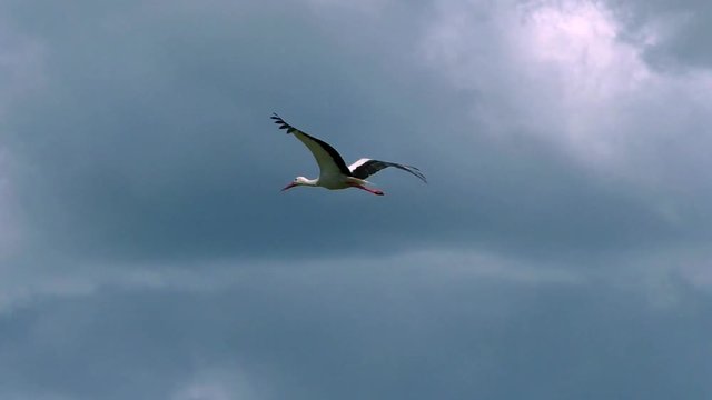 White stork flies in the clouds. Life of wild Birds in the natural environment.