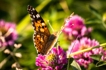 Colorful butterfly on a flower on the meadow