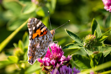 Colorful butterfly on a flower on the meadow