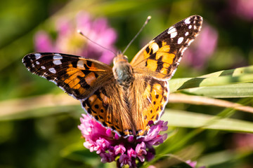 Fototapeta na wymiar Colorful butterfly on a flower on the meadow