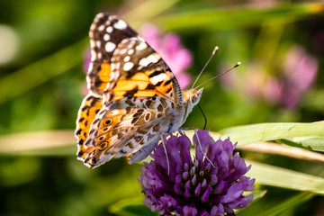 Colorful butterfly on a flower on the meadow