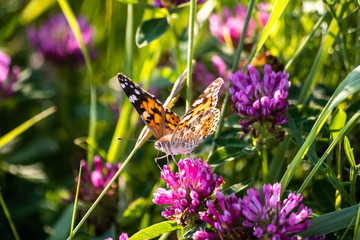 Colorful butterfly on a flower on the meadow