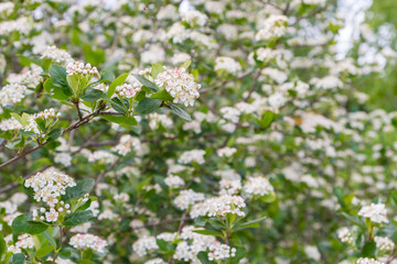 Blooms Bush black chokeberry in early summer white flowers
