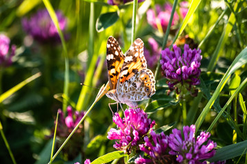 Colorful butterfly on a flower on the meadow